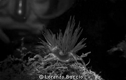 Dondice banyulensis with diver behind. For shooting this ... by Lorenzo Buccio 
